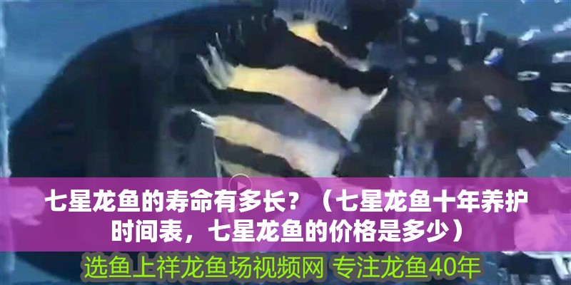 七星龍魚的壽命有多長？（七星龍魚十年養(yǎng)護時間表，七星龍魚的價格是多少）