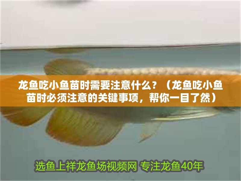 龍魚吃小魚苗時需要注意什么？（龍魚吃小魚苗時必須注意的關(guān)鍵事項(xiàng)，幫你一目了然）
