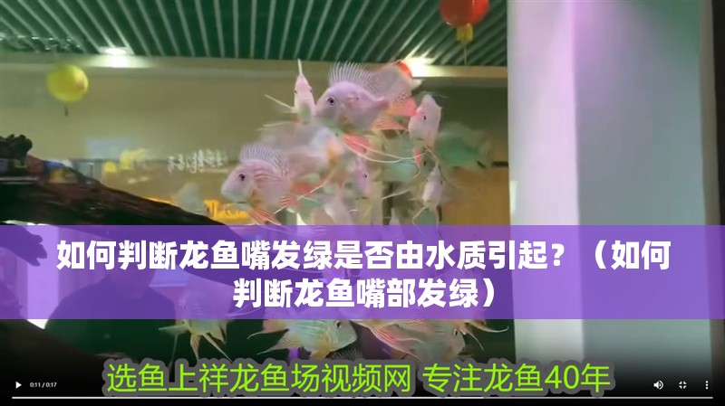 如何判斷龍魚嘴發綠是否由水質引起？（如何判斷龍魚嘴部發綠）