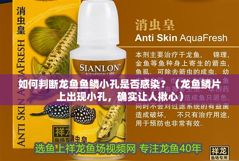 如何判斷龍魚魚鱗小孔是否感染？（龍魚鱗片上出現(xiàn)小孔，確實(shí)讓人揪心）