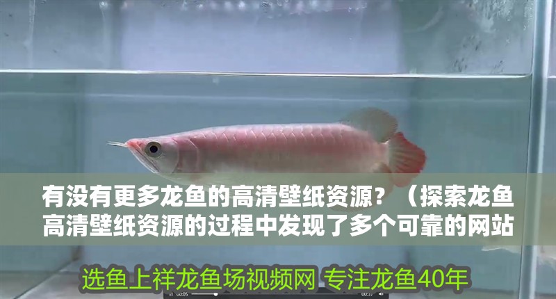有沒有更多龍魚的高清壁紙資源？（探索龍魚高清壁紙資源的過程中發(fā)現(xiàn)了多個可靠的網(wǎng)站和平臺）