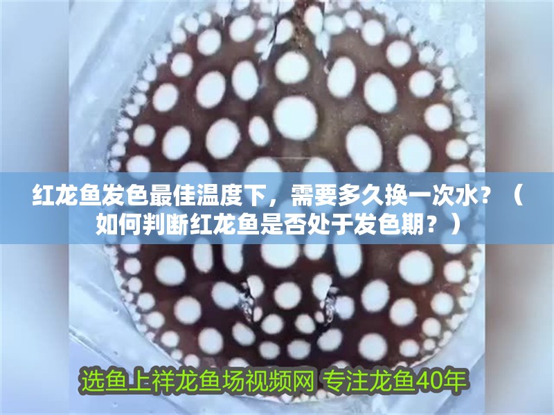 紅龍魚發色最佳溫度下，需要多久換一次水？（如何判斷紅龍魚是否處于發色期？）