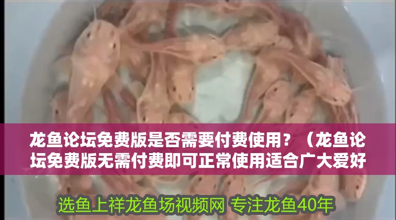 龍魚論壇免費版是否需要付費使用？（龍魚論壇免費版無需付費即可正常使用適合廣大愛好者日常交流）
