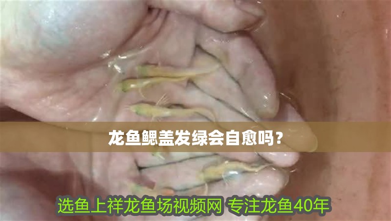 龍魚鰓蓋發綠會自愈嗎？