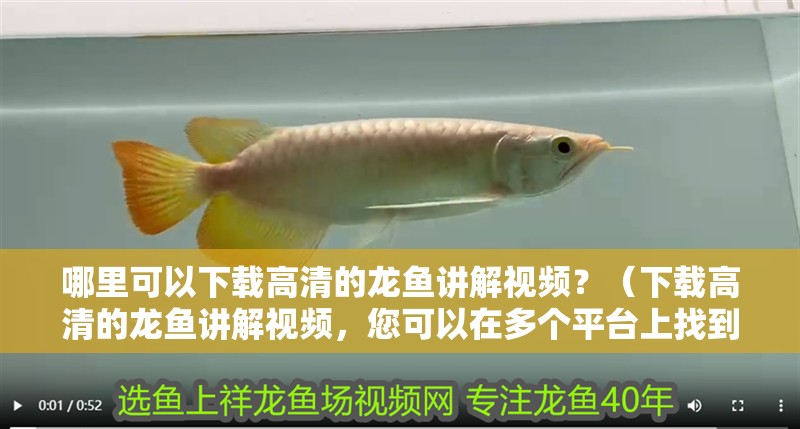 哪里可以下載高清的龍魚講解視頻？（下載高清的龍魚講解視頻，您可以在多個平臺上找到這些資源）