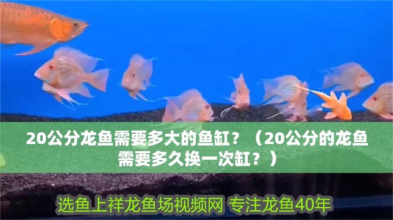 20公分龍魚需要多大的魚缸？（20公分的龍魚需要多久換一次缸？）