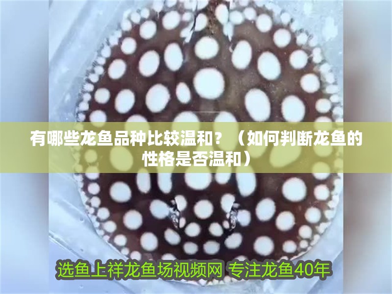 有哪些龍魚(yú)品種比較溫和？（如何判斷龍魚(yú)的性格是否溫和）