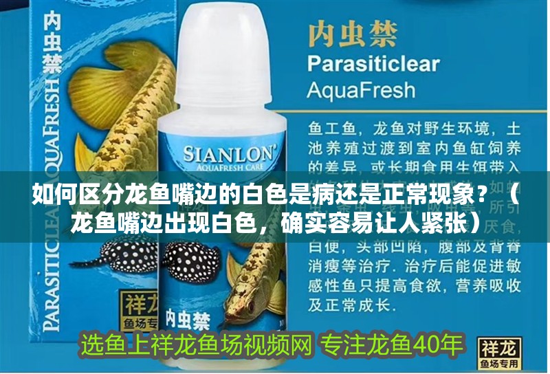 如何區(qū)分龍魚嘴邊的白色是病還是正常現(xiàn)象？（龍魚嘴邊出現(xiàn)白色，確實容易讓人緊張）