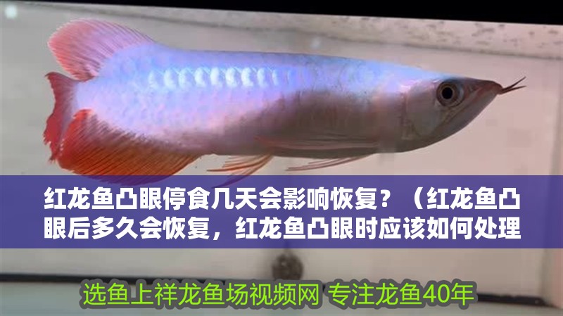 紅龍魚凸眼停食幾天會影響恢復(fù)？（紅龍魚凸眼后多久會恢復(fù)，紅龍魚凸眼時應(yīng)該如何處理）