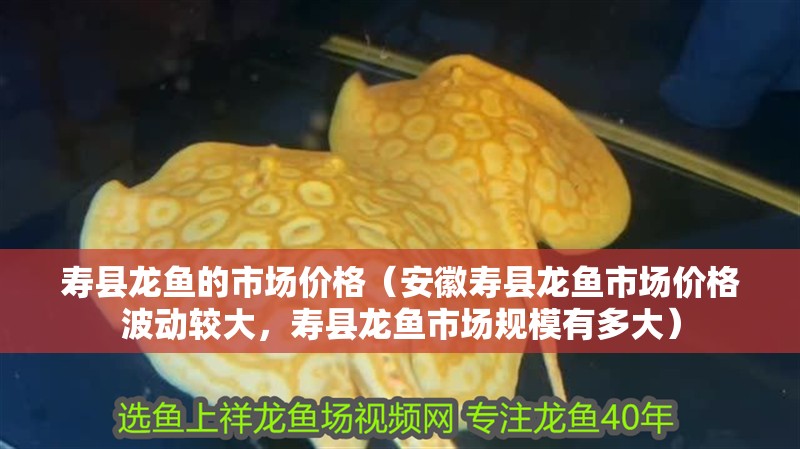 壽縣龍魚的市場價格（安徽壽縣龍魚市場價格波動較大，壽縣龍魚市場規模有多大）