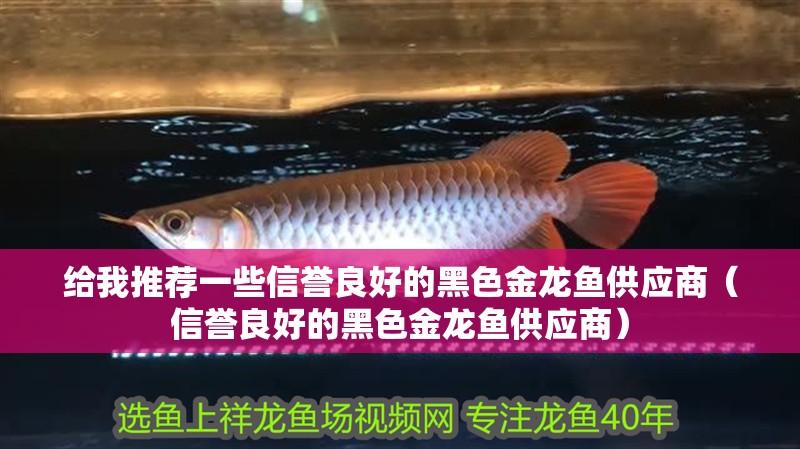 給我推薦一些信譽良好的黑色金龍魚供應商（信譽良好的黑色金龍魚供應商）