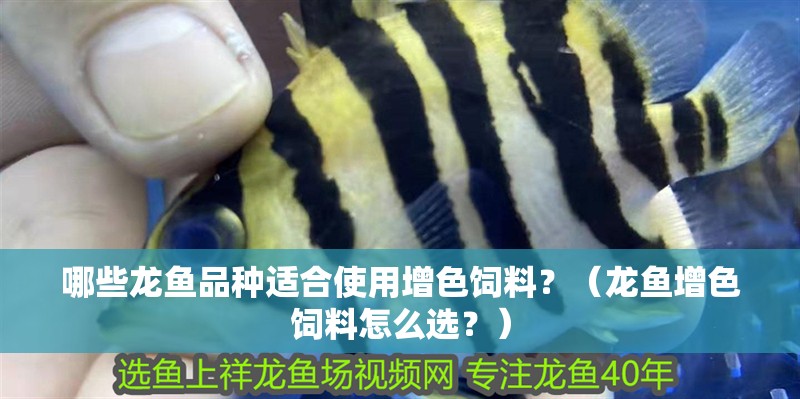 哪些龍魚品種適合使用增色飼料？（龍魚增色飼料怎么選？）