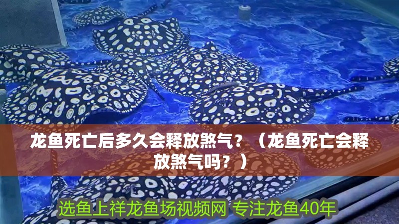 龍魚死亡后多久會釋放煞氣？（龍魚死亡會釋放煞氣嗎？）