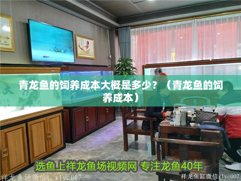 青龍魚(yú)的飼養(yǎng)成本大概是多少？（青龍魚(yú)的飼養(yǎng)成本）