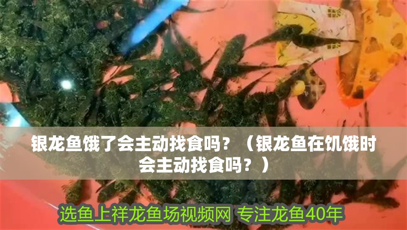 銀龍魚餓了會(huì)主動(dòng)找食嗎？（銀龍魚在饑餓時(shí)會(huì)主動(dòng)找食嗎？）