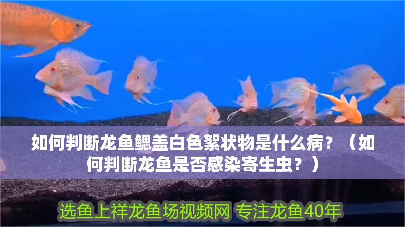 如何判斷龍魚鰓蓋白色絮狀物是什么病？（如何判斷龍魚是否感染寄生蟲？）