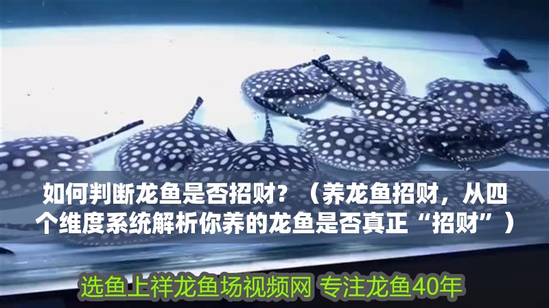 如何判斷龍魚是否招財？（養龍魚招財，從四個維度系統解析你養的龍魚是否真正“招財”）