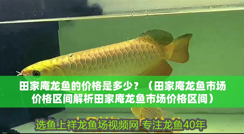 田家庵龍魚的價格是多少？（田家庵龍魚市場價格區間解析田家庵龍魚市場價格區間）