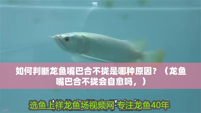 如何判斷龍魚(yú)嘴巴合不攏是哪種原因？（龍魚(yú)嘴巴合不攏會(huì)自愈嗎，） 如何判斷龍魚(yú)嘴巴合不攏是哪種原因？（龍魚(yú)嘴巴合不攏會(huì)自愈嗎，） 龍魚(yú)百科