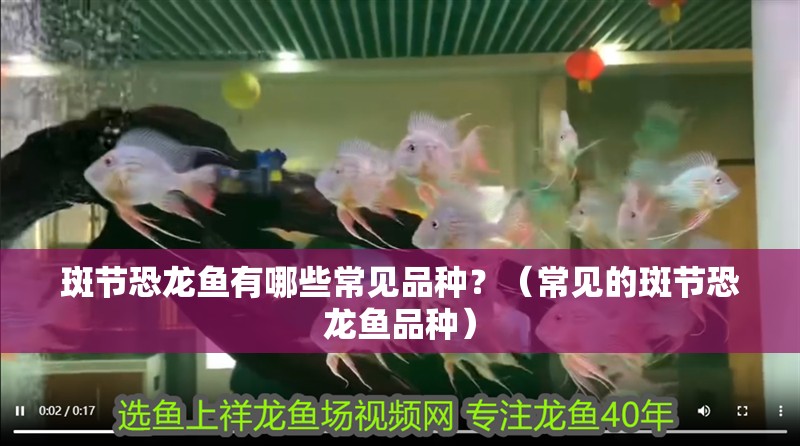 斑節(jié)恐龍魚有哪些常見品種？（常見的斑節(jié)恐龍魚品種）