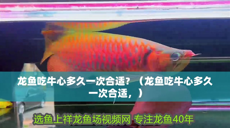 龍魚吃牛心多久一次合適？（龍魚吃牛心多久一次合適，）