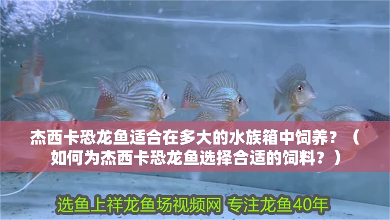 杰西卡恐龍魚適合在多大的水族箱中飼養(yǎng)？（如何為杰西卡恐龍魚選擇合適的飼料？）