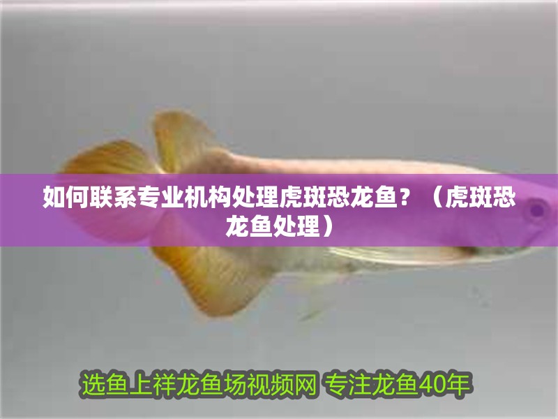 如何聯系專業機構處理虎斑恐龍魚？（虎斑恐龍魚處理）