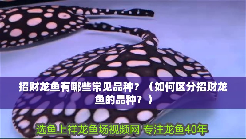招財(cái)龍魚有哪些常見品種？（如何區(qū)分招財(cái)龍魚的品種？）