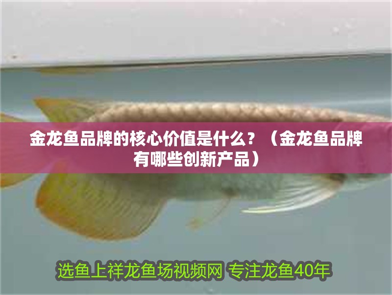 金龍魚品牌的核心價值是什么？（金龍魚品牌有哪些創新產品）