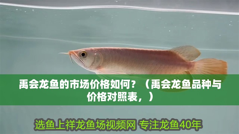 禹會龍魚的市場價格如何？（禹會龍魚品種與價格對照表，）