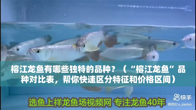 榕江龍魚有哪些獨特的品種？（“榕江龍魚”品種對比表，幫你快速區分特征和價格區間）