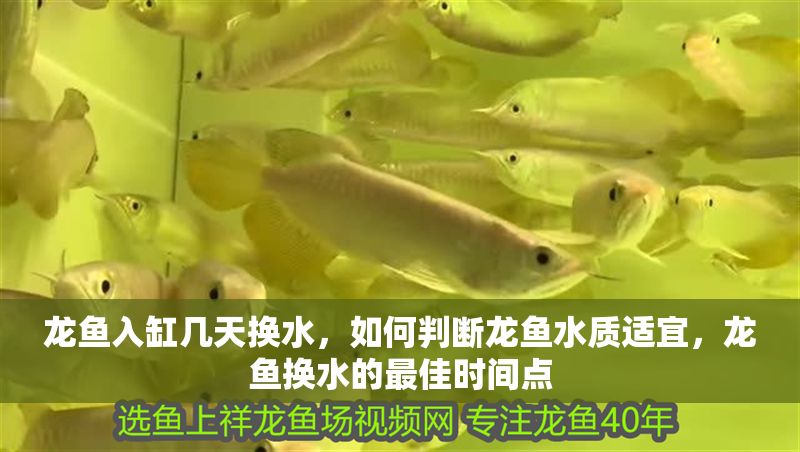 龍魚入缸幾天換水，如何判斷龍魚水質(zhì)適宜，龍魚換水的最佳時間點 龍魚入缸幾天換水，如何判斷龍魚水質(zhì)適宜，龍魚換水的最佳時間點 龍魚百科 第2張