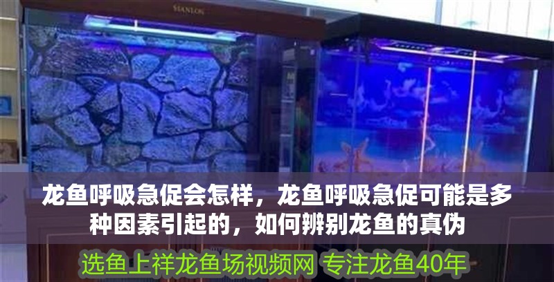 龍魚呼吸急促會怎樣，龍魚呼吸急促可能是多種因素引起的，如何辨別龍魚的真偽