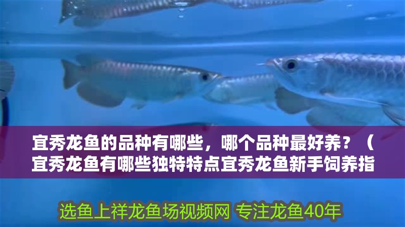 宜秀龍魚的品種有哪些，哪個品種最好養？（宜秀龍魚有哪些獨特特點宜秀龍魚新手飼養指南）