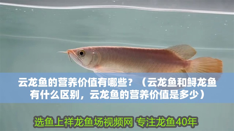云龍魚的營養(yǎng)價值有哪些？（云龍魚和鱘龍魚有什么區(qū)別，云龍魚的營養(yǎng)價值是多少） 云龍魚的營養(yǎng)價值有哪些？（云龍魚和鱘龍魚有什么區(qū)別，云龍魚的營養(yǎng)價值是多少） 龍魚百科