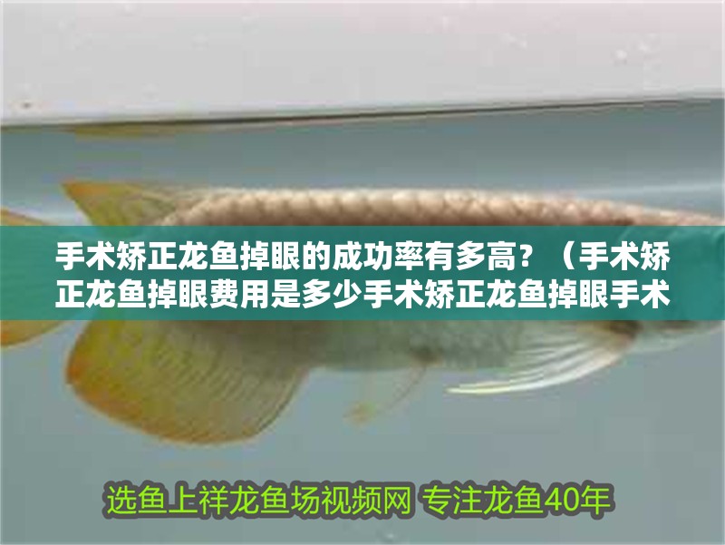 手術矯正龍魚掉眼的成功率有多高？（手術矯正龍魚掉眼費用是多少手術矯正龍魚掉眼手術護理指南）