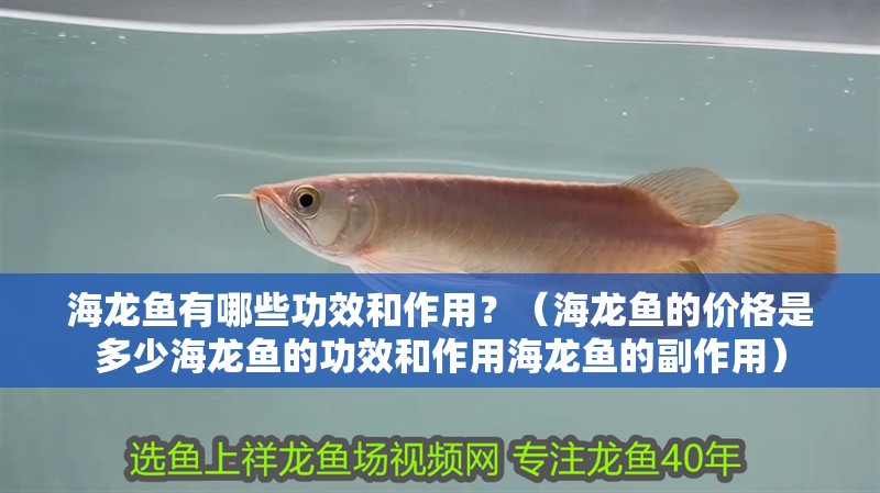 海龍魚有哪些功效和作用？（海龍魚的價格是多少海龍魚的功效和作用海龍魚的副作用）