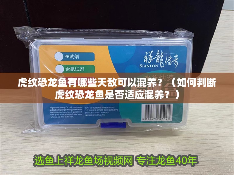 虎紋恐龍魚有哪些天敵可以混養？（如何判斷虎紋恐龍魚是否適應混養？）