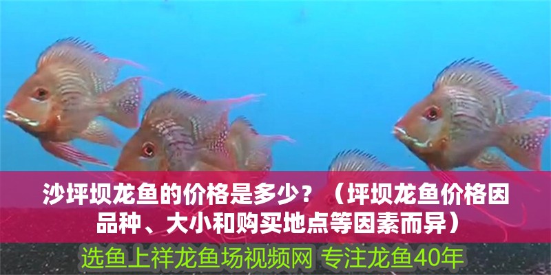 沙坪壩龍魚的價格是多少？（坪壩龍魚價格因品種、大小和購買地點等因素而異）