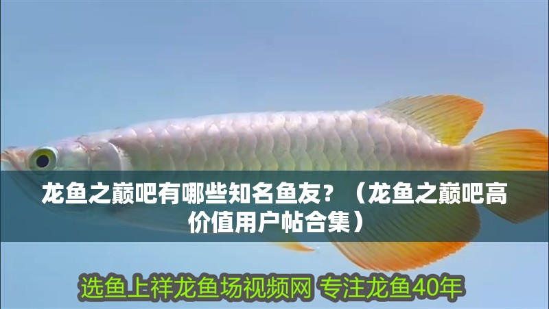 鸚鵡魚和銀龍魚混養怎樣喂食 龍魚之巔吧有哪些知名魚友?(龍魚之巔吧高價值用戶帖合集) 龍魚百科 龍魚之巔吧有哪些知名魚友?(龍魚之巔吧高價值用戶帖合集) 龍魚之巔吧有哪些知名魚友?(龍魚之巔吧高價值用戶帖合集) 龍魚百科