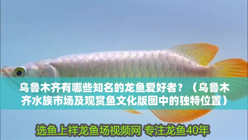 烏魯木齊有哪些知名的龍魚愛好者？（烏魯木齊水族市場及觀賞魚文化版圖中的獨特位置）