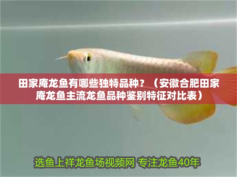 田家庵龍魚有哪些獨特品種？（安徽合肥田家庵龍魚主流龍魚品種鑒別特征對比表） 田家庵龍魚有哪些獨特品種？（安徽合肥田家庵龍魚主流龍魚品種鑒別特征對比表） 龍魚百科