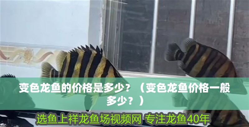 變色龍魚的價格是多少？（變色龍魚價格一般多少？）