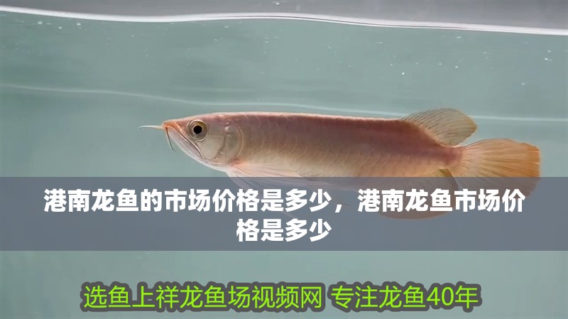 港南龍魚的市場(chǎng)價(jià)格是多少，港南龍魚市場(chǎng)價(jià)格是多少