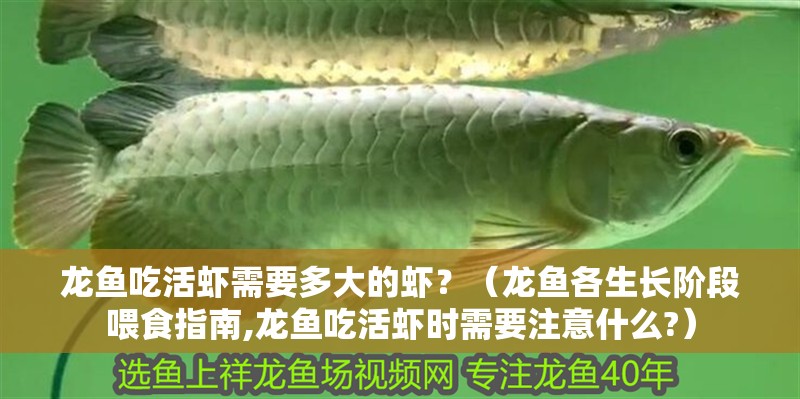 龍魚吃活蝦需要多大的蝦？（龍魚各生長階段喂食指南,龍魚吃活蝦時需要注意什么?）