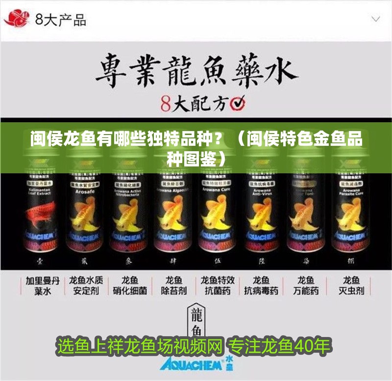 閩侯龍魚有哪些獨特品種？（閩侯特色金魚品種圖鑒）