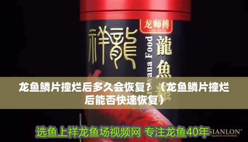 龍魚鱗片撞爛后多久會(huì)恢復(fù)？（龍魚鱗片撞爛后能否快速恢復(fù)）