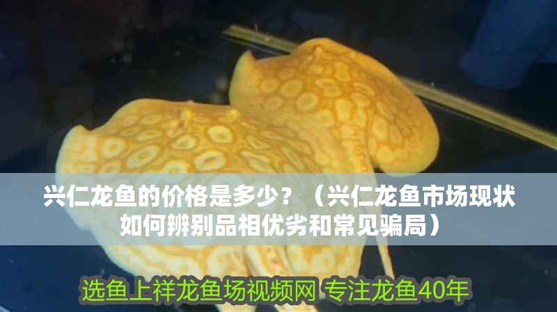 興仁龍魚的價格是多少？（興仁龍魚市場現狀如何辨別品相優劣和常見騙局）