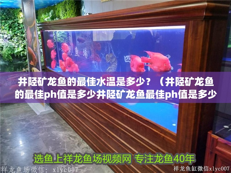 井陘礦龍魚的最佳水溫是多少？（井陘礦龍魚的最佳ph值是多少井陘礦龍魚最佳ph值是多少）