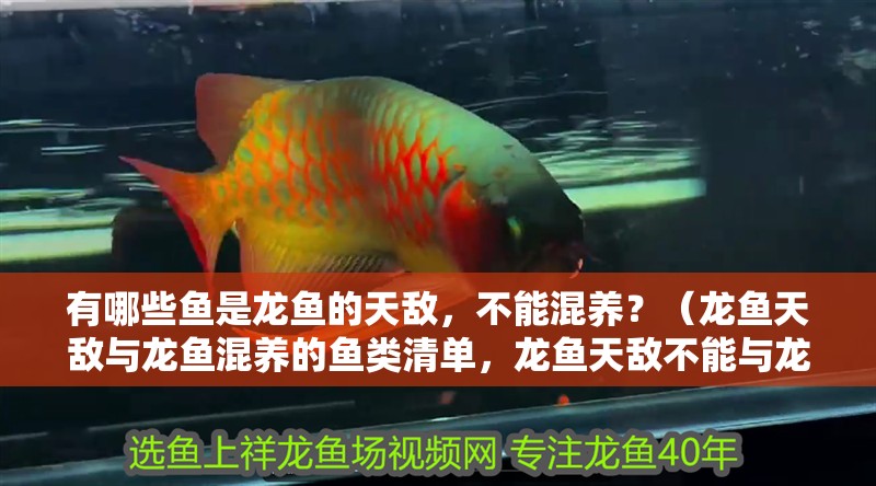 有哪些魚是龍魚的天敵，不能混養？（龍魚天敵與龍魚混養的魚類清單，龍魚天敵不能與龍魚分尸）